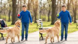 12-Second Challenge: Spot 3 Differences in the Boy and Dog Picture