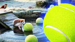 A small gesture that makes a big difference: why placing tennis balls in your garden can help save birds and hedgehogs this winter