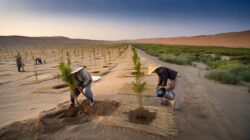 China’s billion-tree planting effort has slowed desert spread since the 1990s
