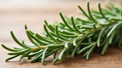 Boiling rosemary is the most controversial home trick my grandmother taught me, and it completely transforms the atmosphere of your home