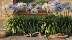 The plant that fills your garden with snakes : never plant it because it attracts them